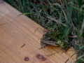 2014-11-16_Pfadfinder_22